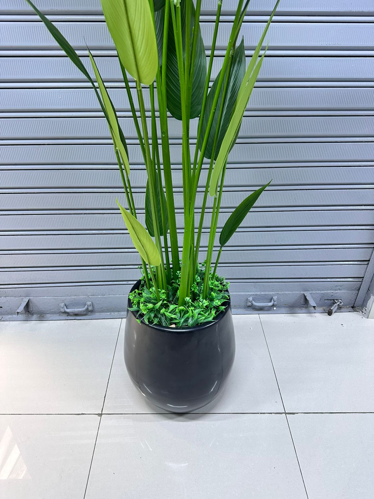 Planta Canna + Maceta fibra de vidrio | 200cm